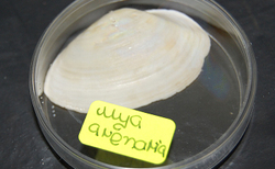 mb4_250x154_crop_478b24840a