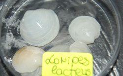 mb5_250x154_crop_478b24840a