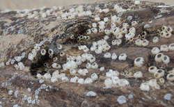 mb8_250x154_crop_478b24840a