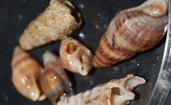 mb9_250x154_crop_478b24840a