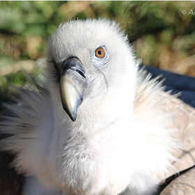 ptica_280x280_crop_478b24840a