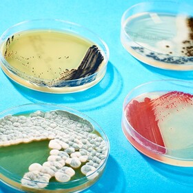 petrita_280x280_crop_478b24840a