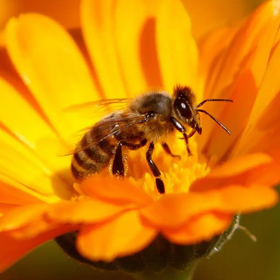 fly_280x280_crop_478b24840a