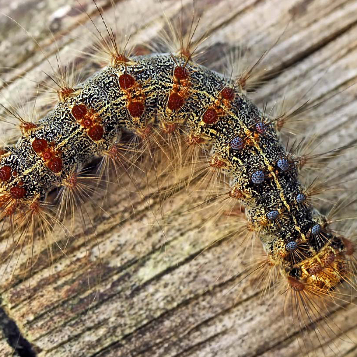 zoo_700x700_crop_478b24840a