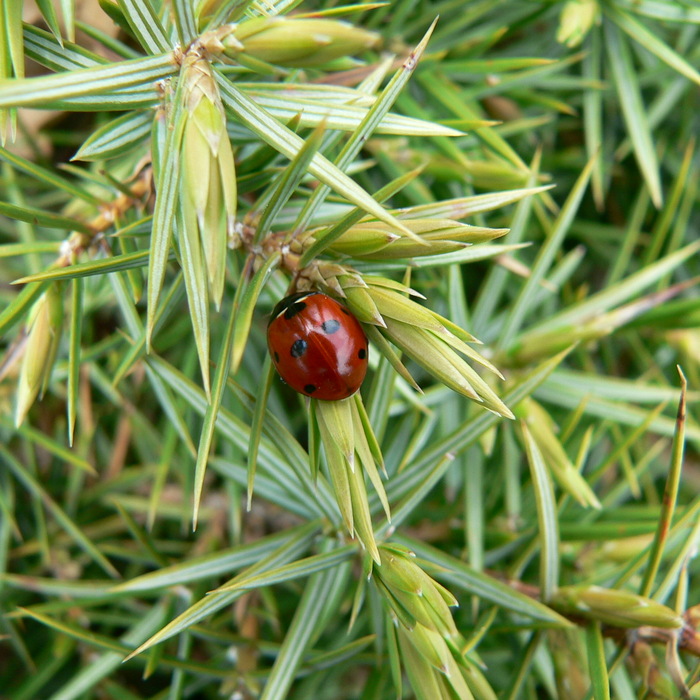 057_700x700_crop_478b24840a