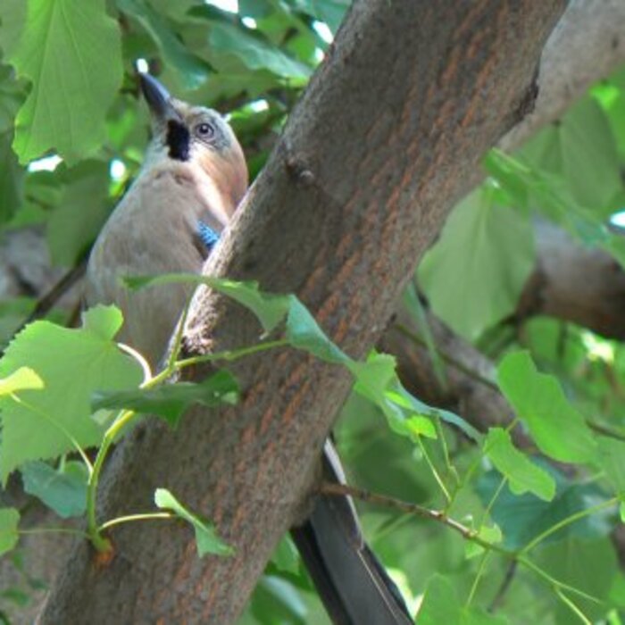 1934379-1080734300760-2607161-n_700x700_crop_478b24840a