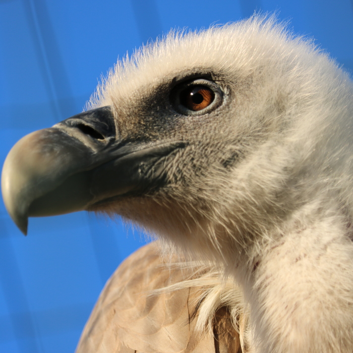 leshoyad-1_700x700_crop_478b24840a