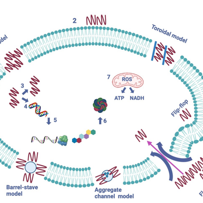 amp_700x700_crop_478b24840a